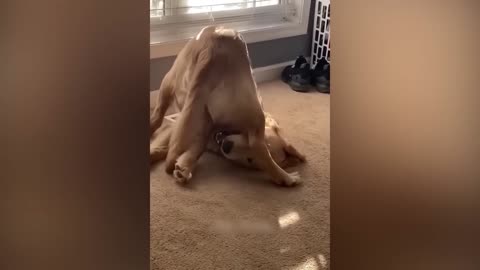 Funny Cat & dog