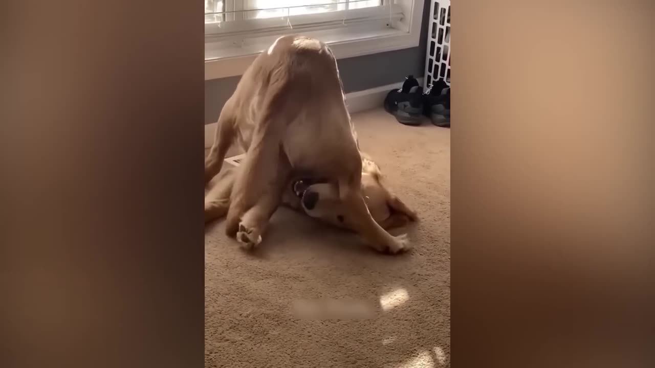 Funny Cat & dog