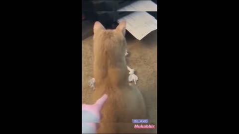 Funny Animal Videos