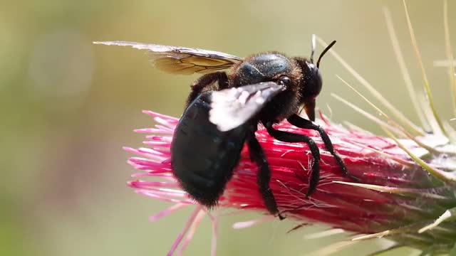 Bee on a Flower