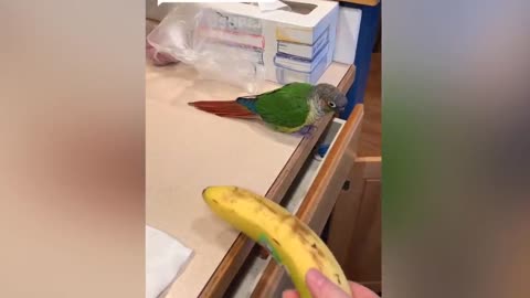 parrot talking