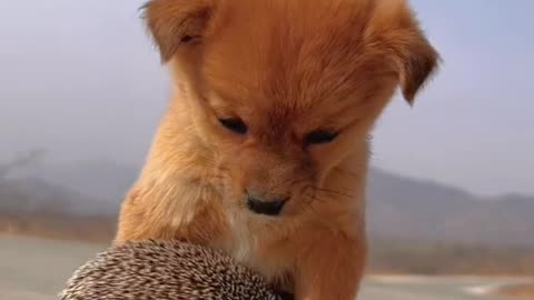 Cute dog playing with bunny