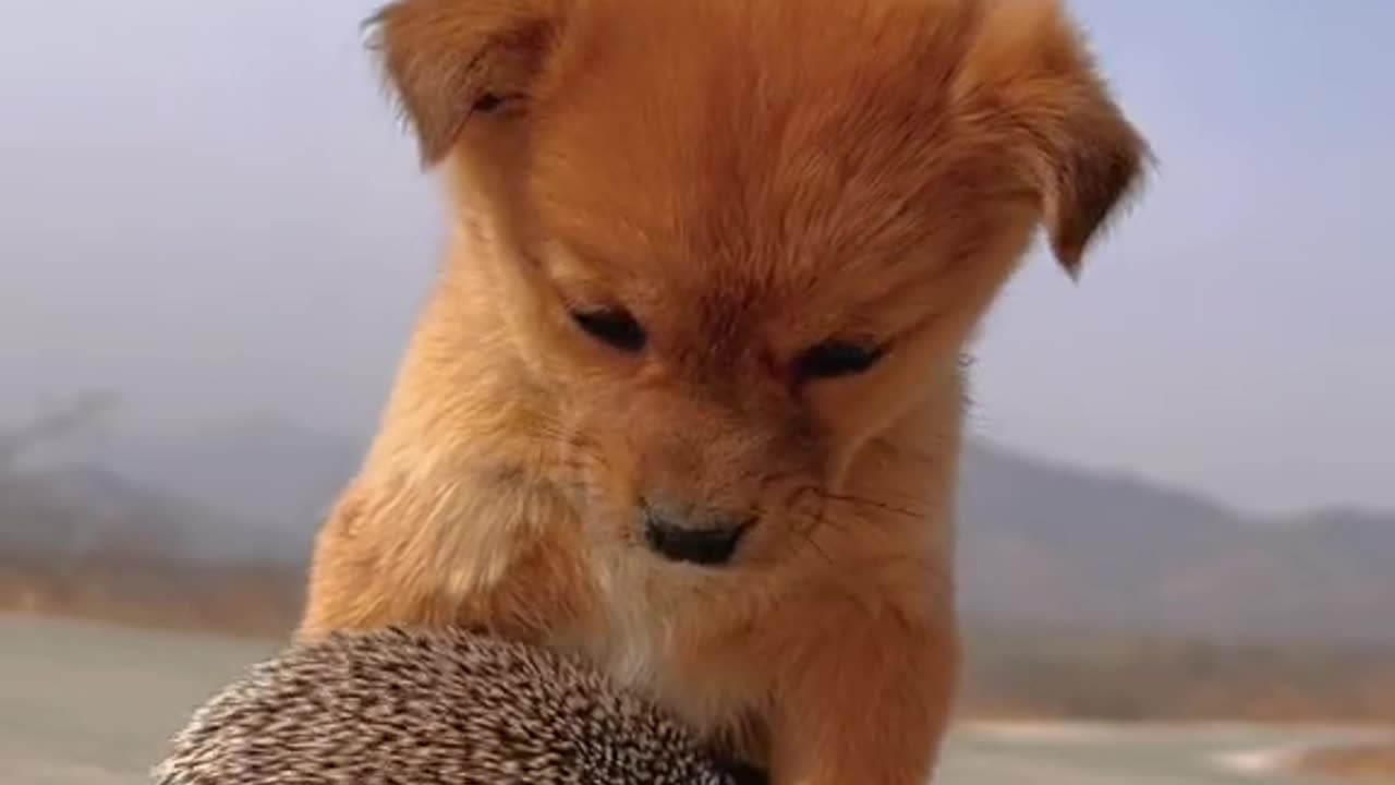 Cute dog playing with bunny