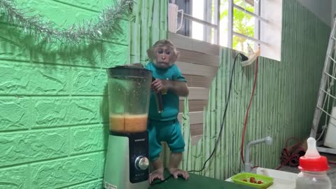 FUNNIEST ANIMALS VIDEO Best monkey