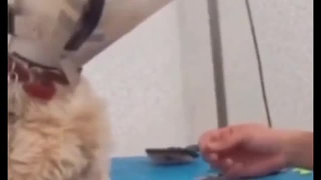 Funny video compilation