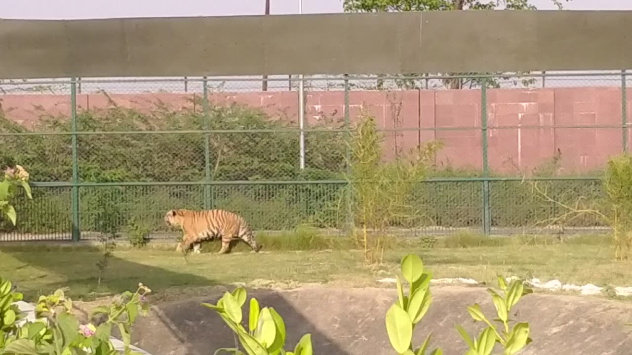 Tiger walking