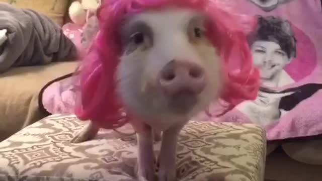 Modeling pig shows off her stylish pink wig