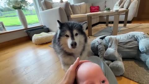 The World's Safest Newborn Baby! Protected By Wolves! (Cutest Ever!!)