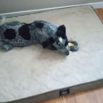 My mom's beautiful dog his name's "Buddy"