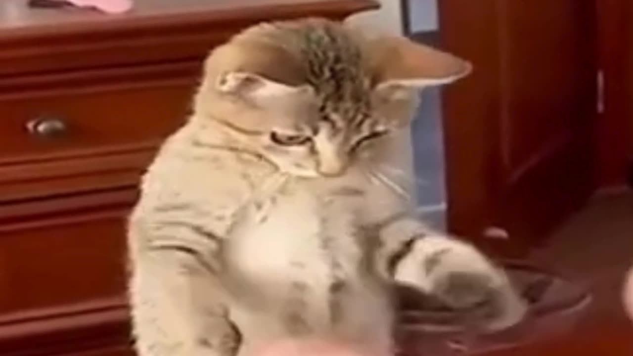 "Meow Madness: Hilarious Cat Moments Caught on Camera" - 4 2023