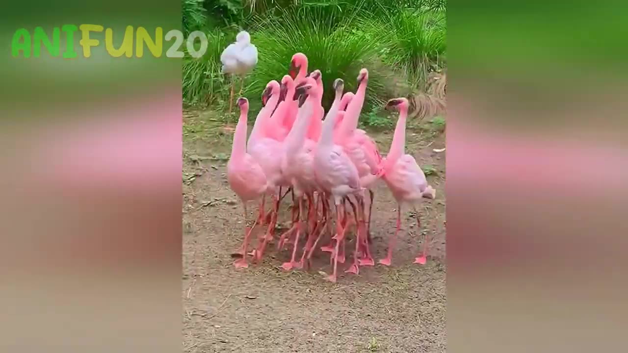 Funny animal