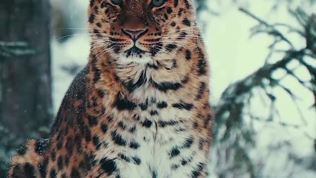 The Amur Leopard is one of the most critically endangered cats on earth 🌏🐆