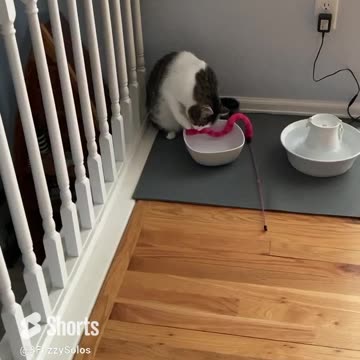 Kylo the cat dunks his toys in water bowl