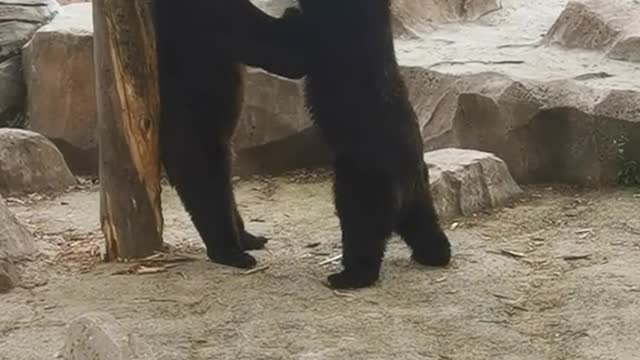 Two black bears