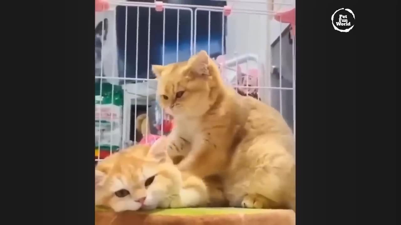 Funniest Animals New Funny Cats and Dogs Videos - Ep.24