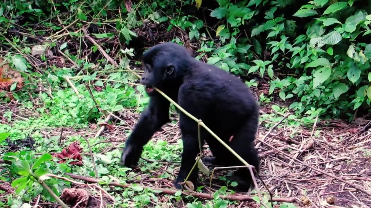 #visituganda #thepearlofafrica #exploreugandađâ