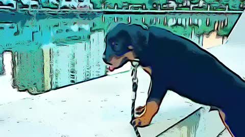 ROTTWEILER Growth Timelapse