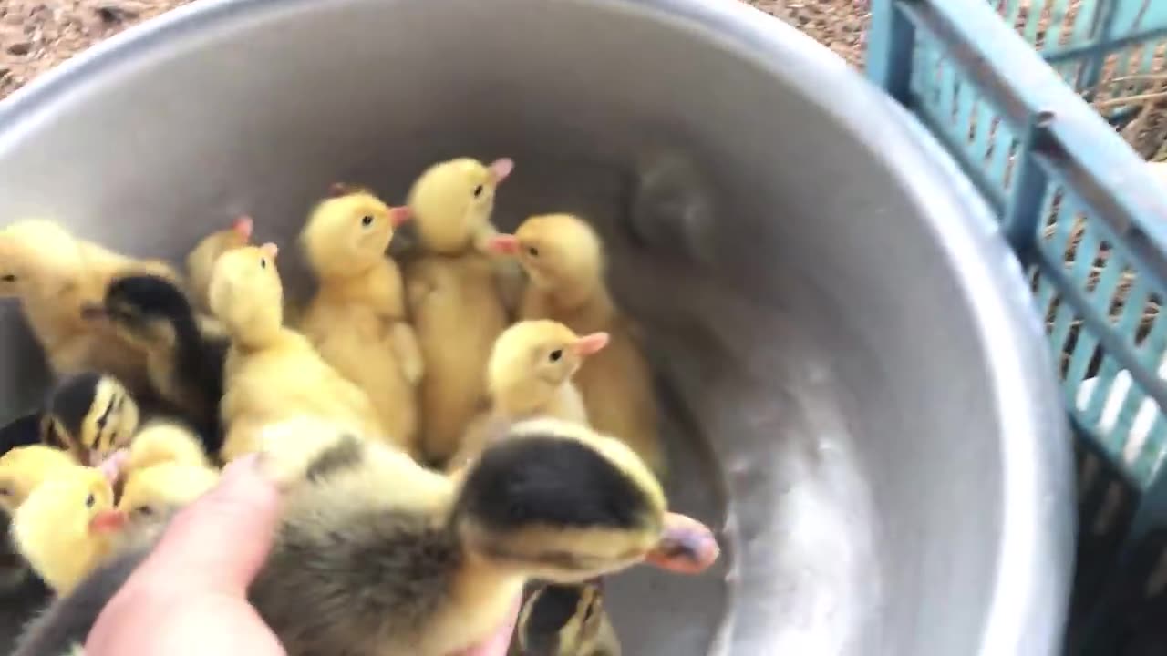 Amazing Pekin Duck Hatching