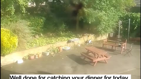 Spider Dinner Time