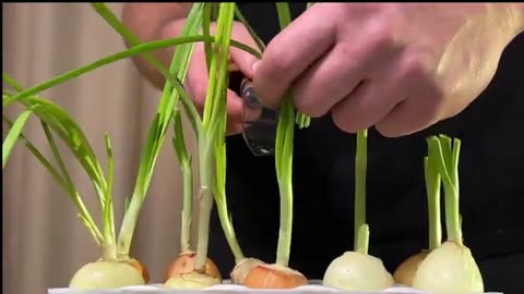 Der leckerste Salat! Dieses Rezept wurde von einem wunderbaren Küchenchef mit mir geteilt