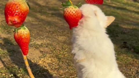 Rabbit Eating Strawberries 🤤