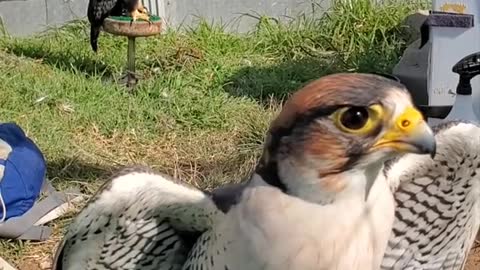 Beautiful Shot of a Falcon and Its Wings