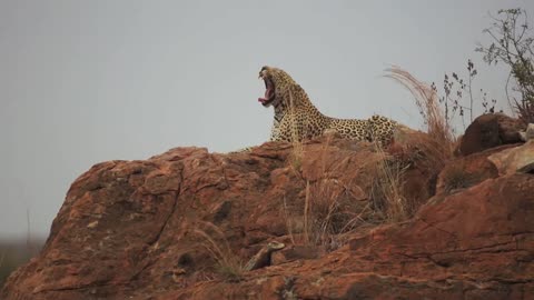 Leopord lying on a orange rock in the forest wildlife video