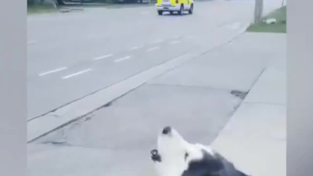 dog copy siren