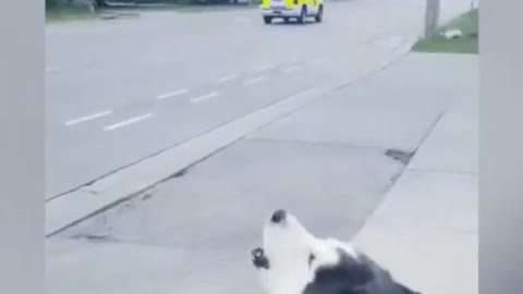 dog copy siren