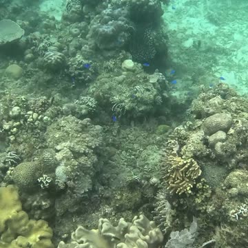 Unveiling Underwater Wonders, A Snorkeling Adventure