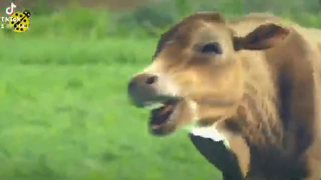 Funny cow dance for Kids