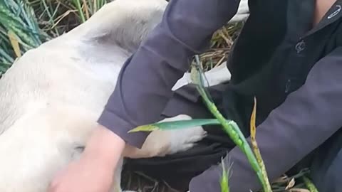 A random Kid gets caught playing in the field