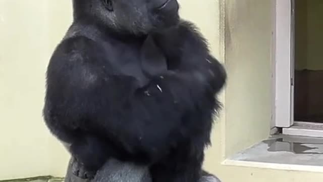 Silverback curious about thunder