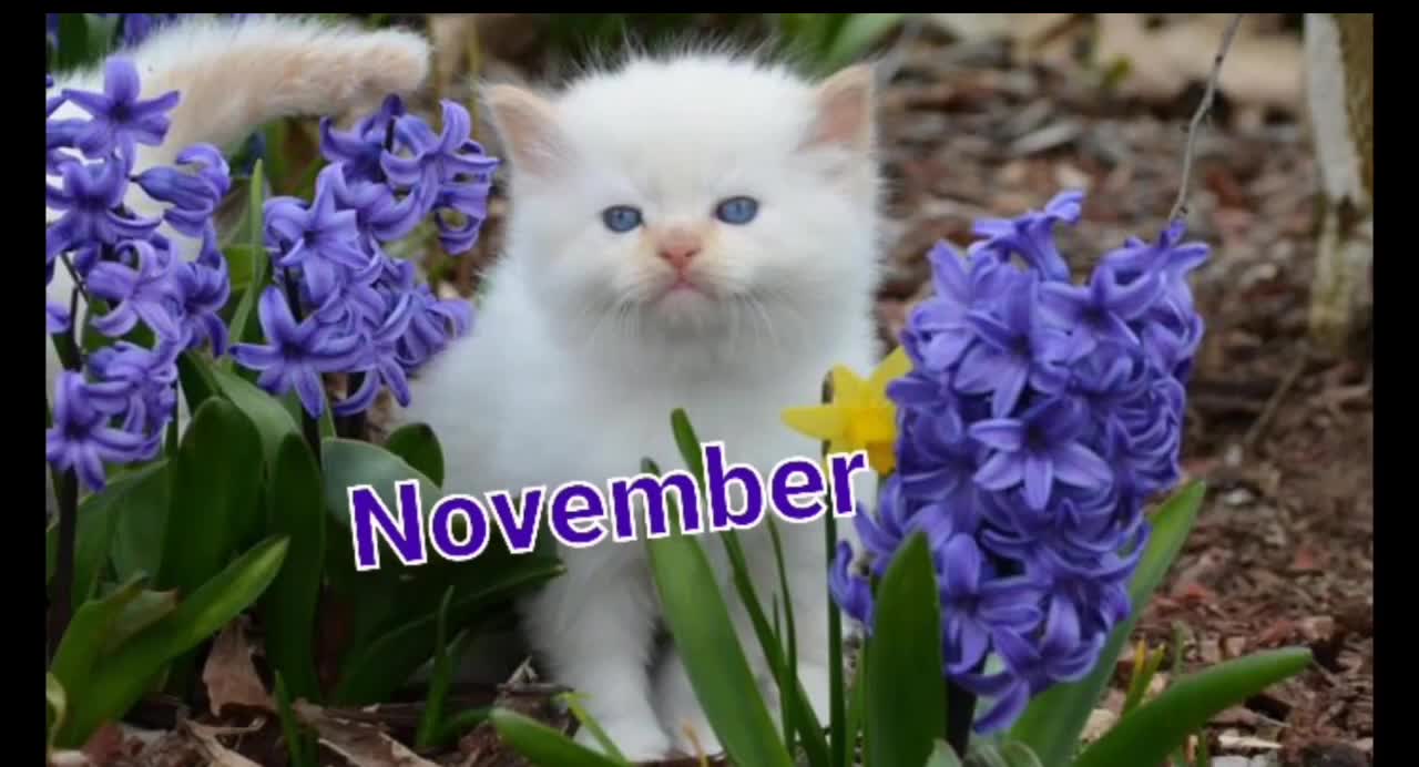 your month your kitten and your dog.