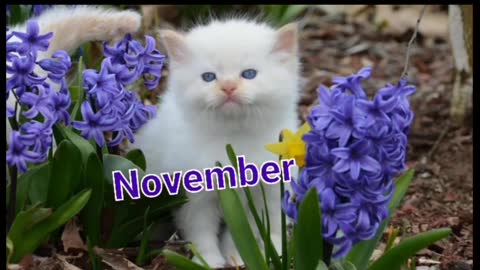 your month your kitten and your dog.