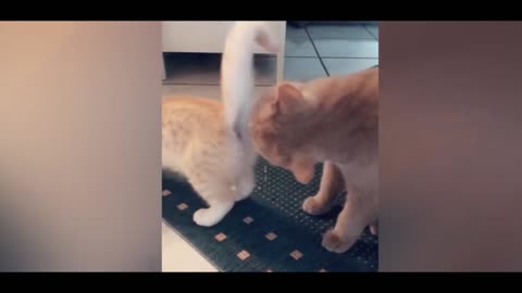Funniest pet clip