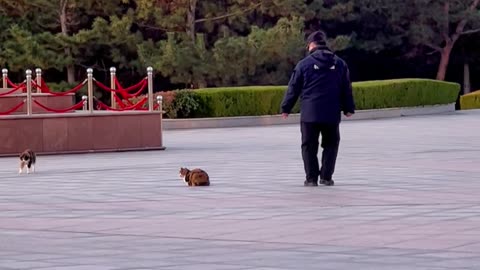 Person Slowly Sneaks for Cat Pets