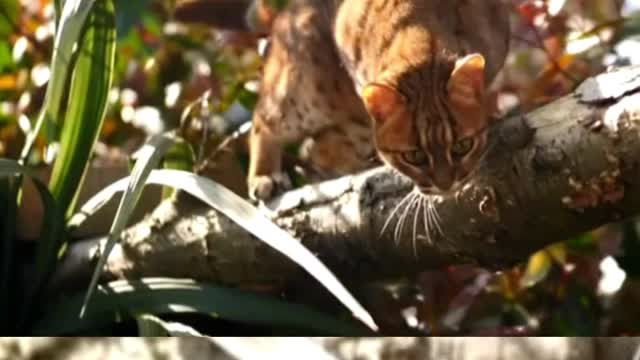 Cat Love_Cat Family Loving Movements