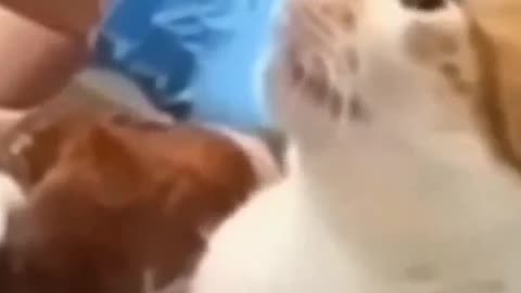 If you are a cat lover then watch this😹😂😹 #funny #funny cats