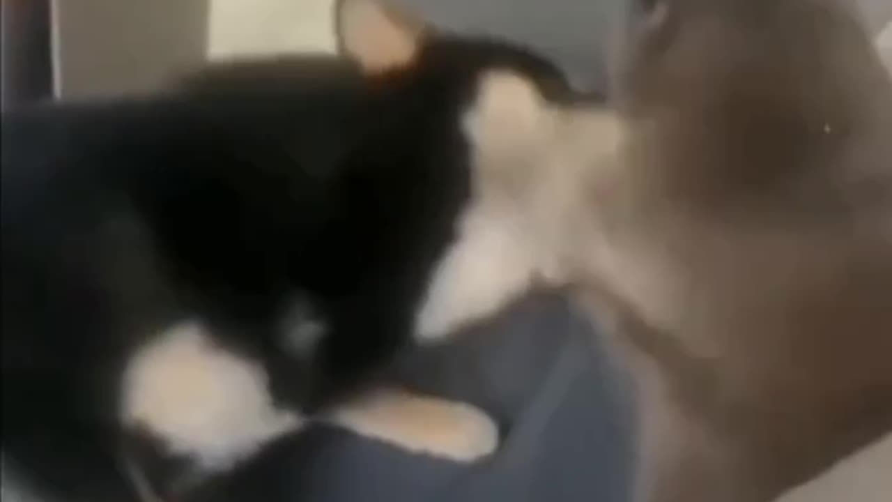 cats training to take out their dog nemesis