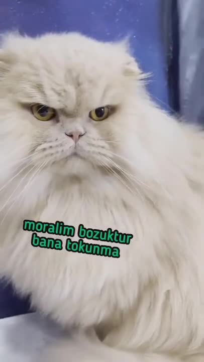 3.Cats and dogs _ cats meowing _ cats funny videos #shorts