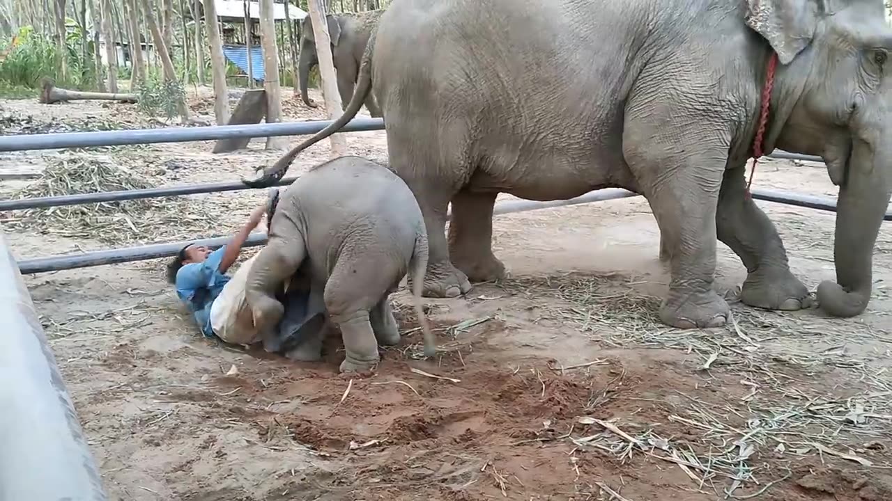 Sweet Baby Elephant Playing with its Caregiver