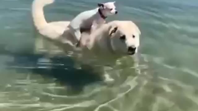 Dog funny video 2021 😂