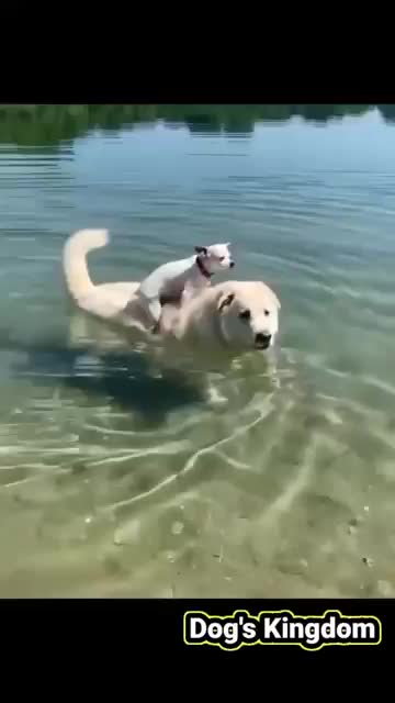 Dog funny video 2021 😂