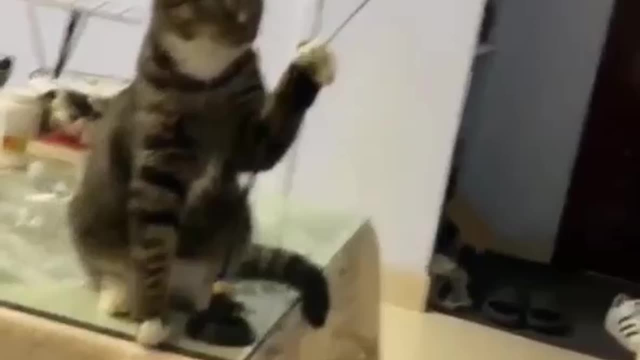 Bad cat😂😂