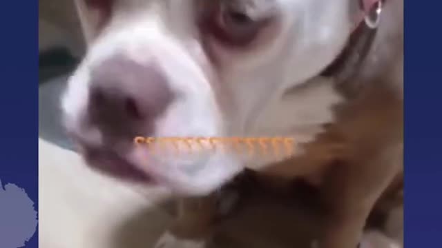Funny Pets