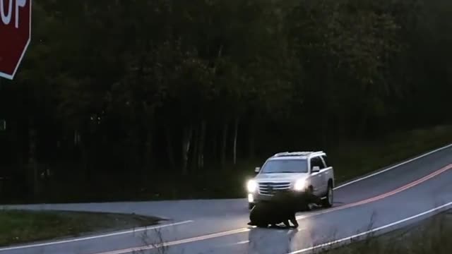 Moose Slips and Falls in Front of Car