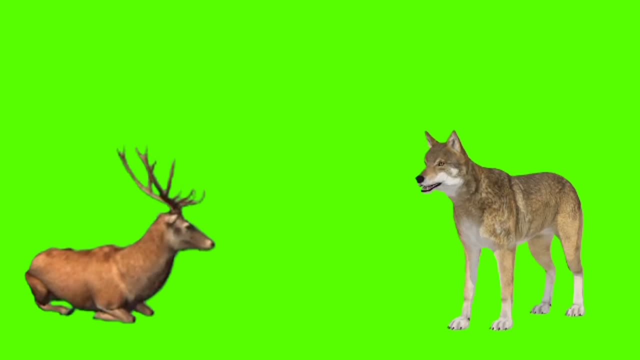 Animal stamped green screen video| green screen video