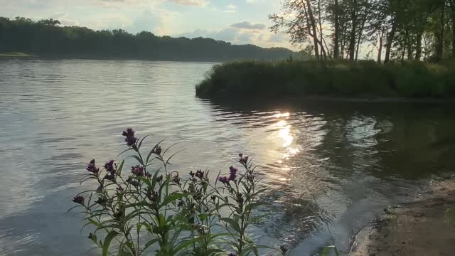 Wildflowers on the Mississippi