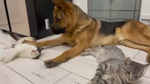 The German Shepherd is the Best Friend for Cats